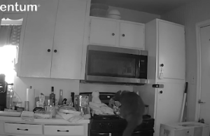 VIDEO / “Macja zjarrvënëse” – Kërcen mbi sobë, ndez flakët dhe i vë zjarrin kuzhinës brenda pak minutash