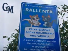 Një shembull për t’u ndjekur. Komuna italiane vendos sinjalistikë për mbrojtjen e maceve në qendër të qytetit