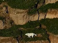 Rrëshqitja e tokës në Siçili. Shpëtohen kafshët nga shtëpitë e braktisura: 300 ndërhyrje të zjarrfikësve