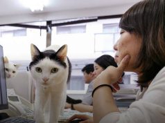 Një kompani në Japoni punëson 11 mace për të ulur stresin e punonjësve
