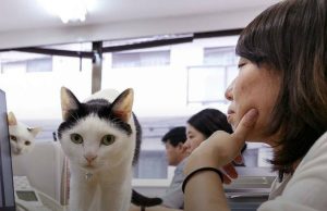 Një kompani në Japoni punëson 11 mace për të ulur stresin e punonjësve