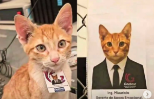 Një maçok për drejtor: Kompania meksikane adopton/punëson një mace si “shef të mirëqenies emocionale”