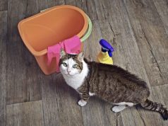 Paralajmërim urgjent për pronarët e kafshëve: Një produkt i zakonshëm kundër rënies së flokëve mund të jetë vdekjeprurës për macet dhe qentë