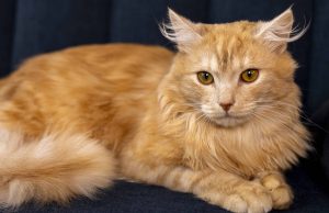 Abarth, kotelja qimekuqe Maine Coon shpallet “macja më e bukur në botë”