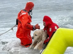 Ra në liqenin e ngrirë ditën e Vitit të Ri: shpëtimi i qenit Phoenix që u bë viral