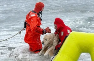 Ra në liqenin e ngrirë ditën e Vitit të Ri: shpëtimi i qenit Phoenix që u bë viral