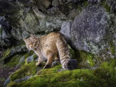 “Macja fantazmë” po rikthehet në pyjet e Evropës