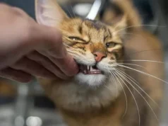 Nuk ju sfidon macja: Ja çfarë fshihet pas sjelljeve që duken si “hakmarrje”