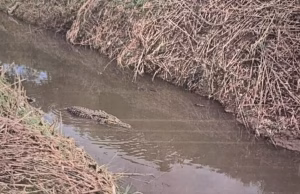 Alarm në Itali, aligatori shfaqet në një kanal në Salerno