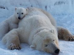 Arinjtë polarë po sfidojnë ngrohjen globale? Studimi zbulon aftësi të papritur mbijetese