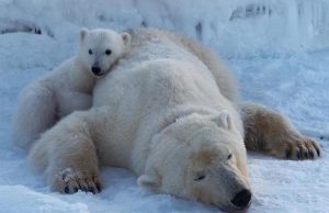 Arinjtë polarë po sfidojnë ngrohjen globale? Studimi zbulon aftësi të papritur mbijetese