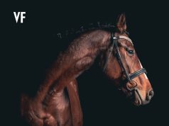 Italia drejt ndalimit të mishit të kalit? Ligj i ri synon ta shpallë “kafshë shoqërimi”