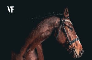 Italia drejt ndalimit të mishit të kalit? Ligj i ri synon ta shpallë “kafshë shoqërimi”