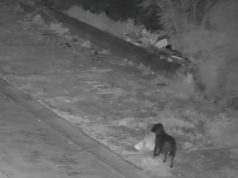 Në Itali stërvitën qenin për të hedhur plehrat në rrugë… (Video)