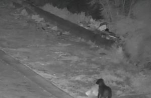 Në Itali stërvitën qenin për të hedhur plehrat në rrugë… (Video)