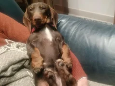 Romë: kujdes veterinar falas për kafshët shtëpiake të familjeve në vështirësi ekonomike