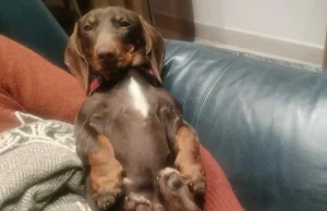 Romë: kujdes veterinar falas për kafshët shtëpiake të familjeve në vështirësi ekonomike