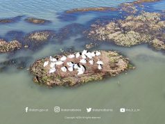 Uji pushton Karavastanë! Ja çfarë ndodhi me Pelikanin kaçurrel pas reshjeve të forta