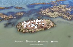 Uji pushton Karavastanë! Ja çfarë ndodhi me Pelikanin kaçurrel pas reshjeve të forta