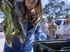 Masakrohen 5 mijë iguana në Florida! I ftohti paralizoi zvarranikët tropikalë, ndërsa shteti përfitoi nga momenti për t’i zhdukur si specie pushtuese.