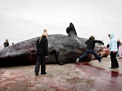 Danimarkë/ Fëmijët luajnë pranë karkasës së balenës së ngordhur, autoritetet paralajmërojnë rrezik: “Mund të shpërthejë”