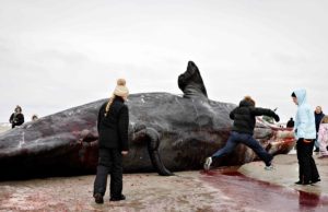 Danimarkë/ Fëmijët luajnë pranë karkasës së balenës së ngordhur, autoritetet paralajmërojnë rrezik: “Mund të shpërthejë”