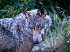 Studimi në Itali: Gati gjysma e ujqërve kanë ADN qeni