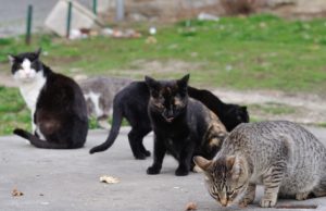 Horror në Brindisi/ Identifikohet vrasësi serial i maceve, një mjek anestezist