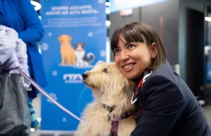 Ita Airways lejon kafshët e mëdha në kabinë, nis shërbimi “Large Pet Friendly”