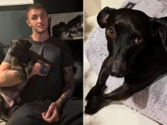 Anwar Hadid humb qenin e tij Dexter: “Hyre në jetën time kur doja t’i jepja fund…”