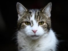 Ndryshojnë kryeministrat, por Larry mbetet! Macja e Downing Street feston 15 vjet “në pushtet”