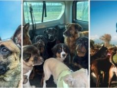 La punën si drejtor për të ndjekur ëndrrën, sot menaxhon kopshtin më të madh për qen në Itali