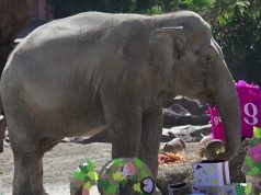 Elefantja aziatike feston 65-vjetorin, surprizohet me tortë frutash në kopshtin zoologjik
