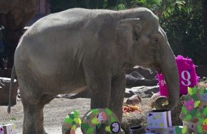 Elefantja aziatike feston 65-vjetorin, surprizohet me tortë frutash në kopshtin zoologjik (Video)