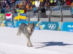 Nazgul pushton pistën olimpike – qeni që mbërriti në photo finish dhe u bë viral!