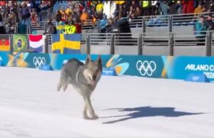 Nazgul pushton pistën olimpike – qeni që mbërriti në photo finish dhe u bë viral!