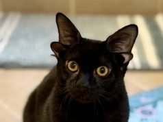 Kotelja e zezë me 4 veshë jepet për adoptim