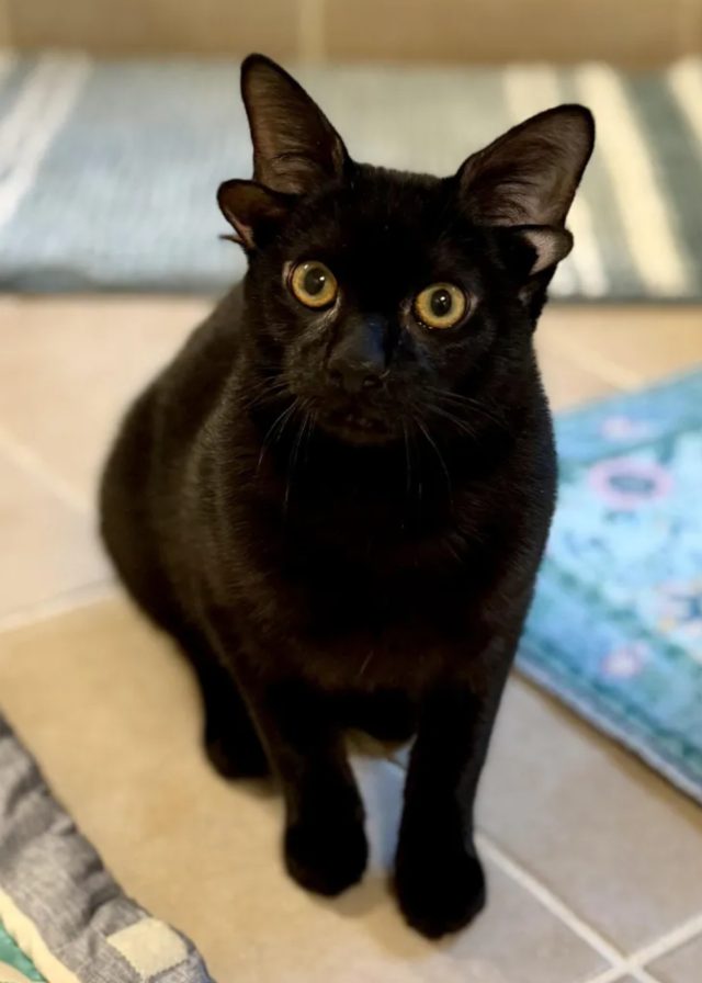 Screenshot_20260222-153240_Chrome