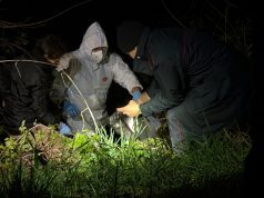 Skandali në Itali/ Zbulohet “varreza” klandestine me mbi 50 qen, nis hetimi penal