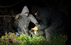 Skandali në Itali/ Zbulohet “varreza” klandestine me mbi 50 qen, nis hetimi penal