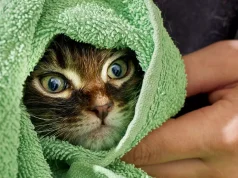 A duhet t’i bëni banjë maces? Veterineri këshillon ta shmangni