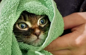 A duhet t’i bëni banjë maces? Veterineri këshillon ta shmangni