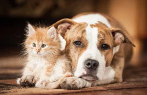 Rriten kostot për kafshët në Itali, por braktisja nuk lidhet vetëm me paratë