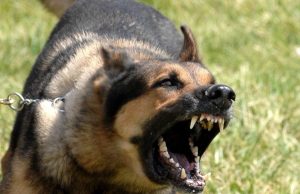 Sulmi fatal në Belsh, qeni i fqinjit i merr jetën 65-vjeçares