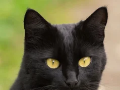 Cila racë koteleje ju përshtatet sipas datës së lindjes? Ja çfarë thotë numerologjia