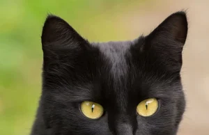 Cila racë koteleje ju përshtatet sipas datës së lindjes? Ja çfarë thotë numerologjia