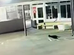 “Hajduti” që çuditi shkollën, zbulohet autori: një mace