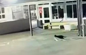 “Hajduti” që çuditi shkollën, zbulohet autori: një mace