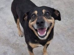 Diego, qeni që vrapoi me kilometra pas ambulancës për të ndjekur të zotin