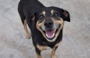 Diego, qeni që vrapoi me kilometra pas ambulancës për të ndjekur të zotin